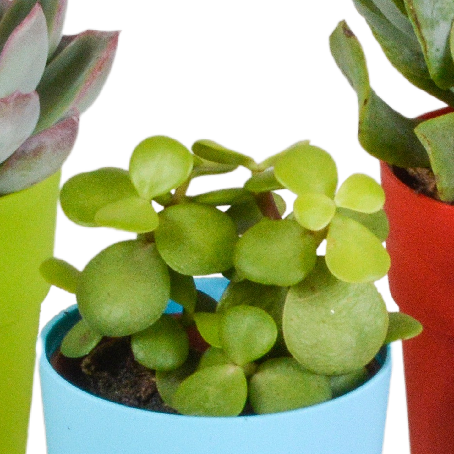 Vetplanten-Mischung 5er Set in farbigem Kunststofftopf