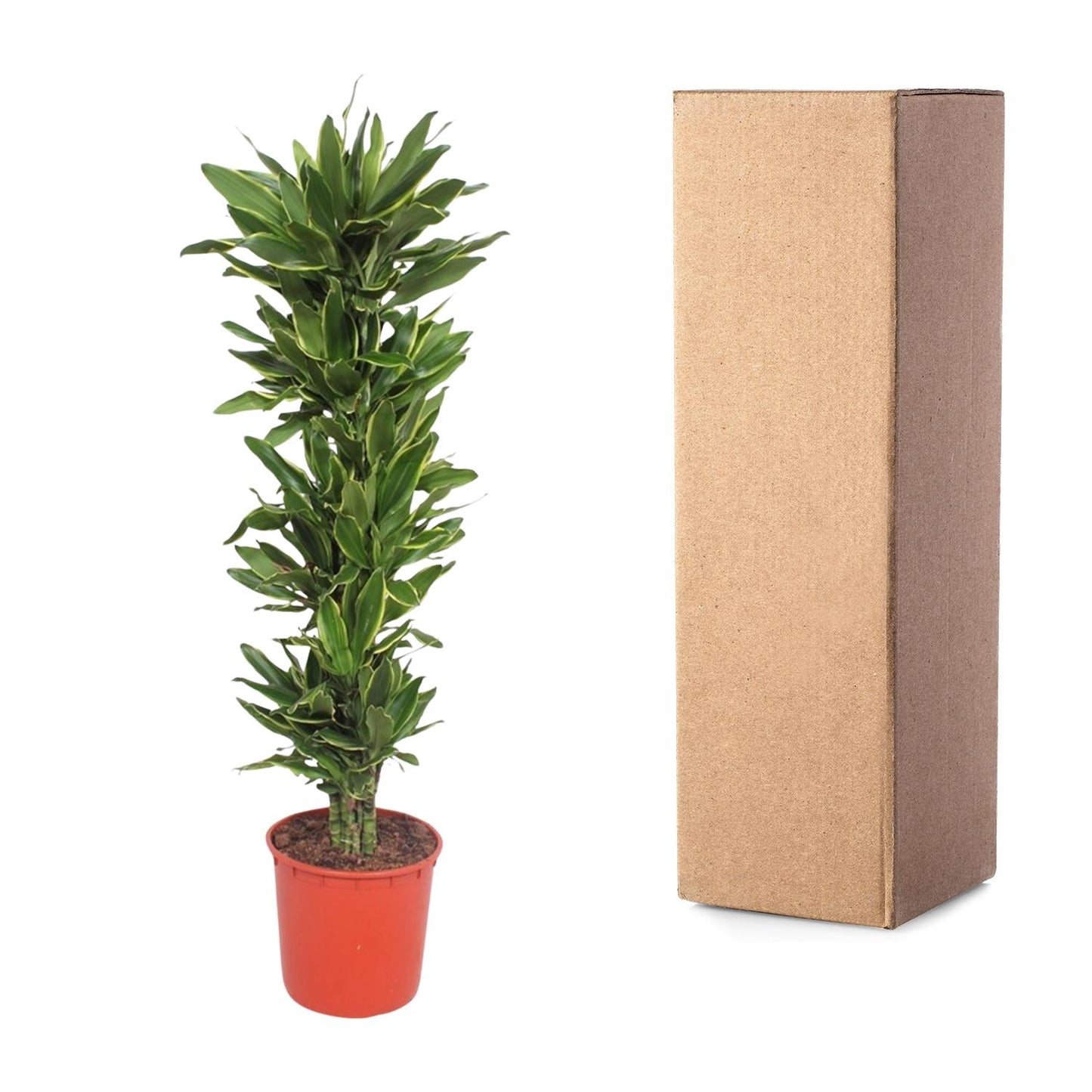 Dracaena Golden Coast – Elegante und pflegeleichte Zimmerpflanze 200 cm