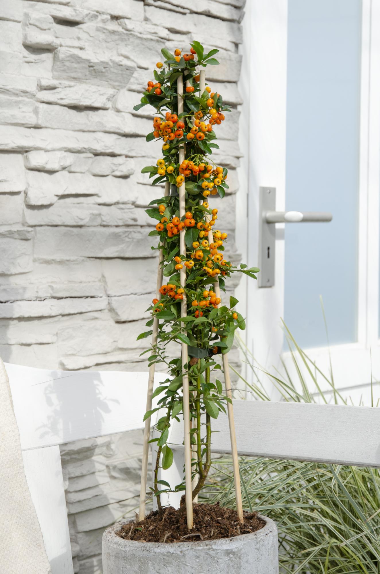 4er-Set Pyracantha 'Orange Glow' – Leuchtende Feuerdorne