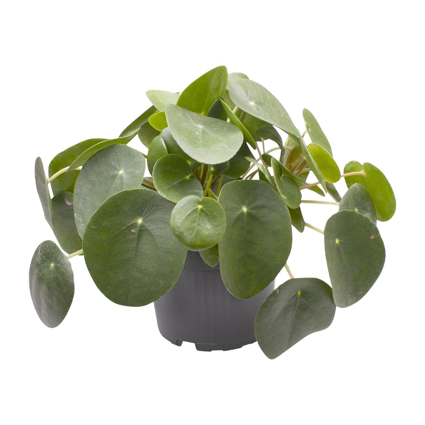 Ufopflanze (Pilea peperomioides) Ø12cm – Pflegeleicht & Trendig