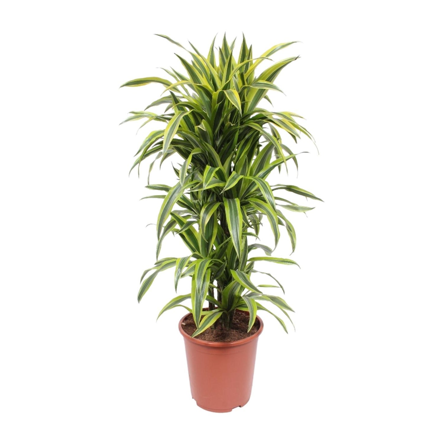 Dracaena Lemon Lime – Pflegeleichte Zimmerpflanze Ø27cm