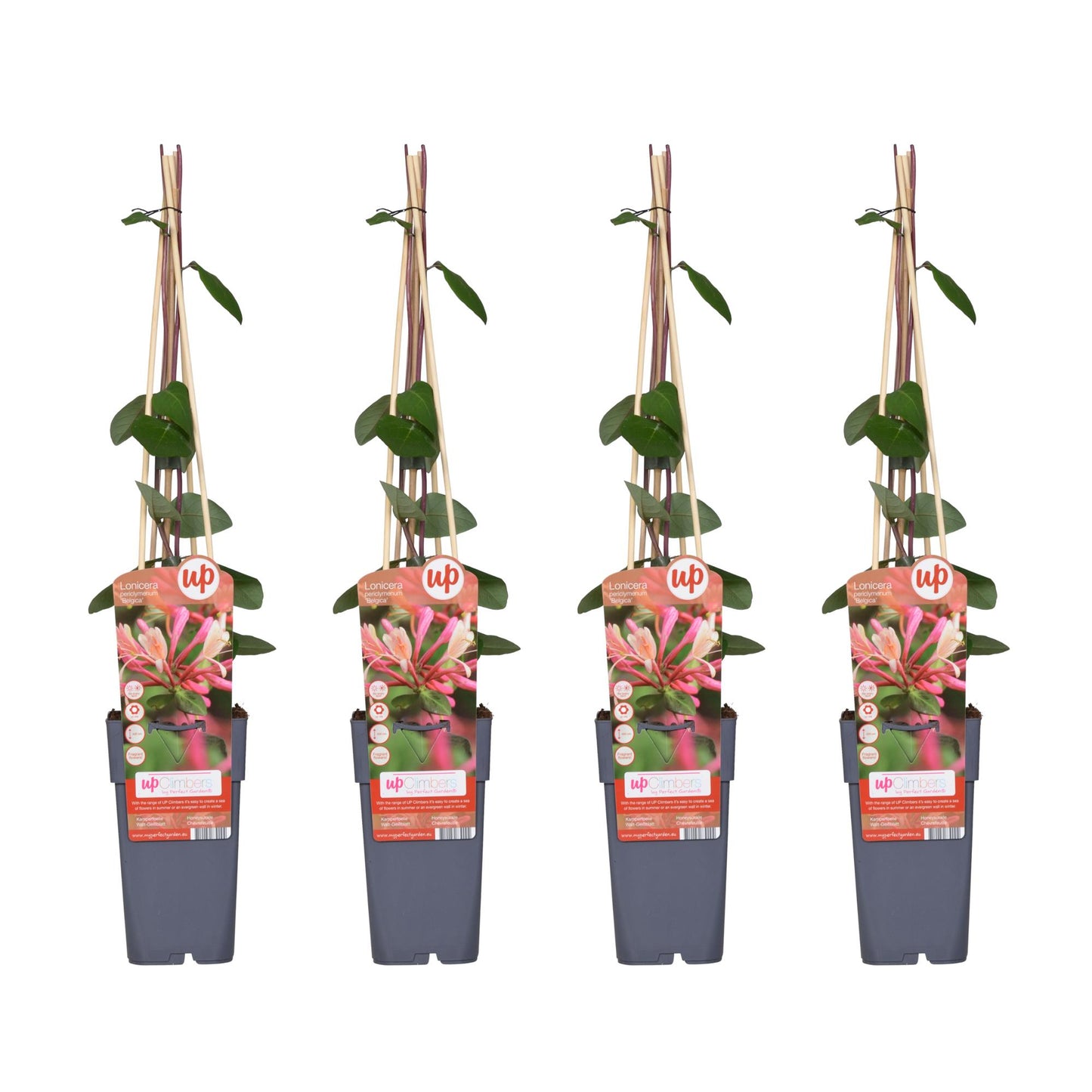 4x Lonicera periclymenum 'Belgica' – Duftendes Geißblatt, 65 cm