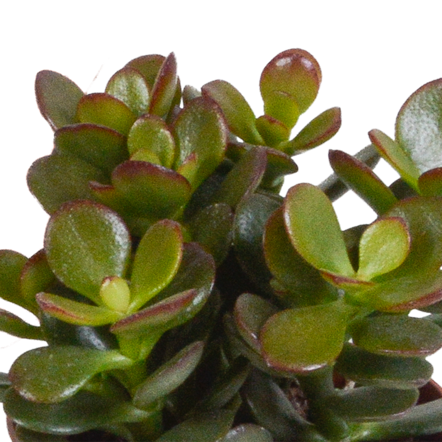 Crassula-Mix 3er Set in handbemalter Vase