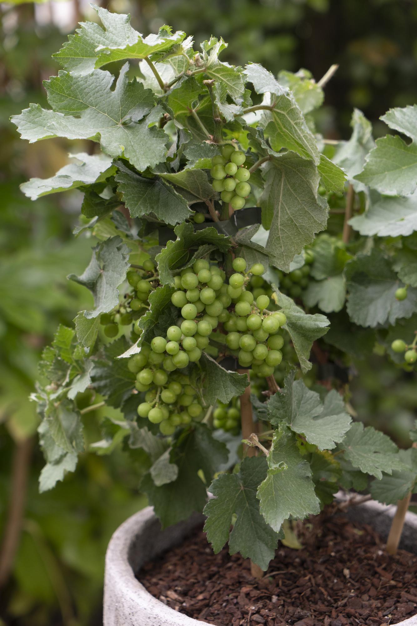 3x Vitis Pixie 'Riesling' – Zwerg-Traube Ø14cm, pflegeleicht & aromatisch