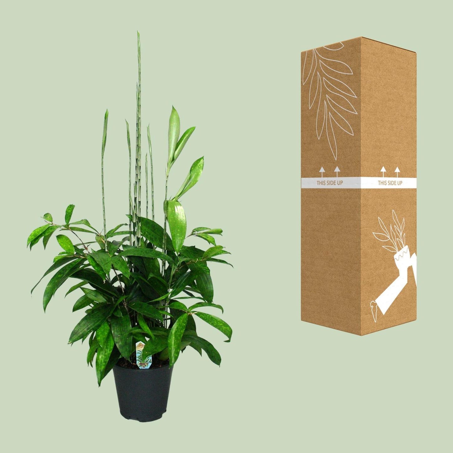 Dracaena Surculosa – Pflegeleichter Drachenbaum Ø17cm