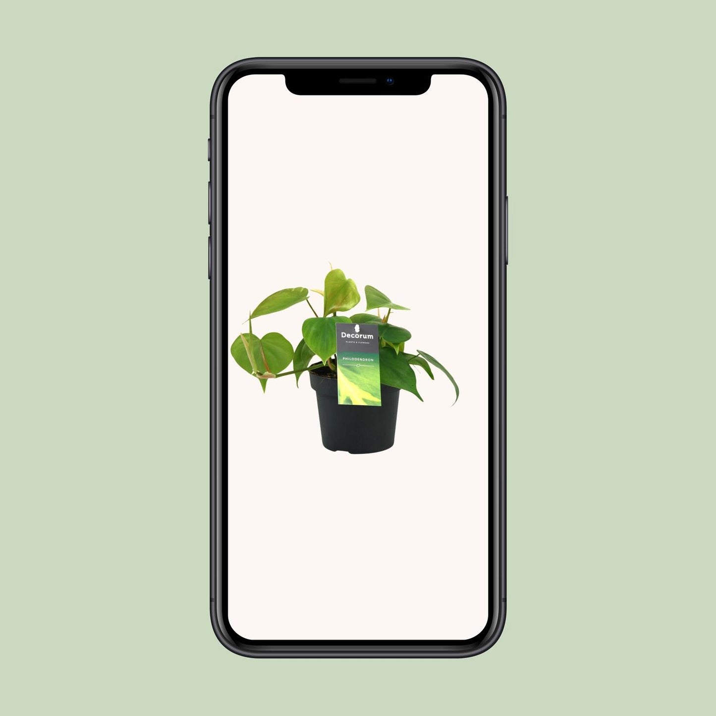 Herzblatt-Philodendron – pflegeleichte Kletterpflanze Ø12cm