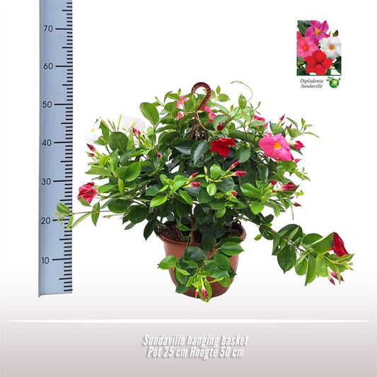 Sundaville Hängekorb Tricolor Ø25cm – Mandevilla mit prächtigen Blüten
