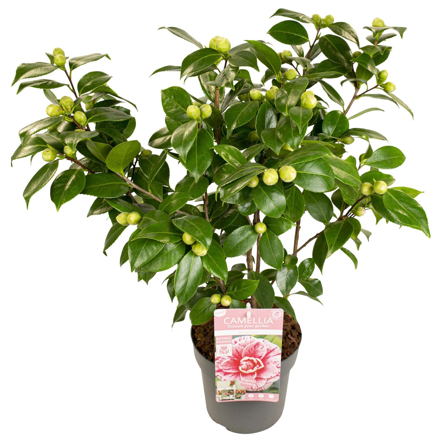 Kamelie 'Bonomiana' – Winterblüher für Garten & Balkon