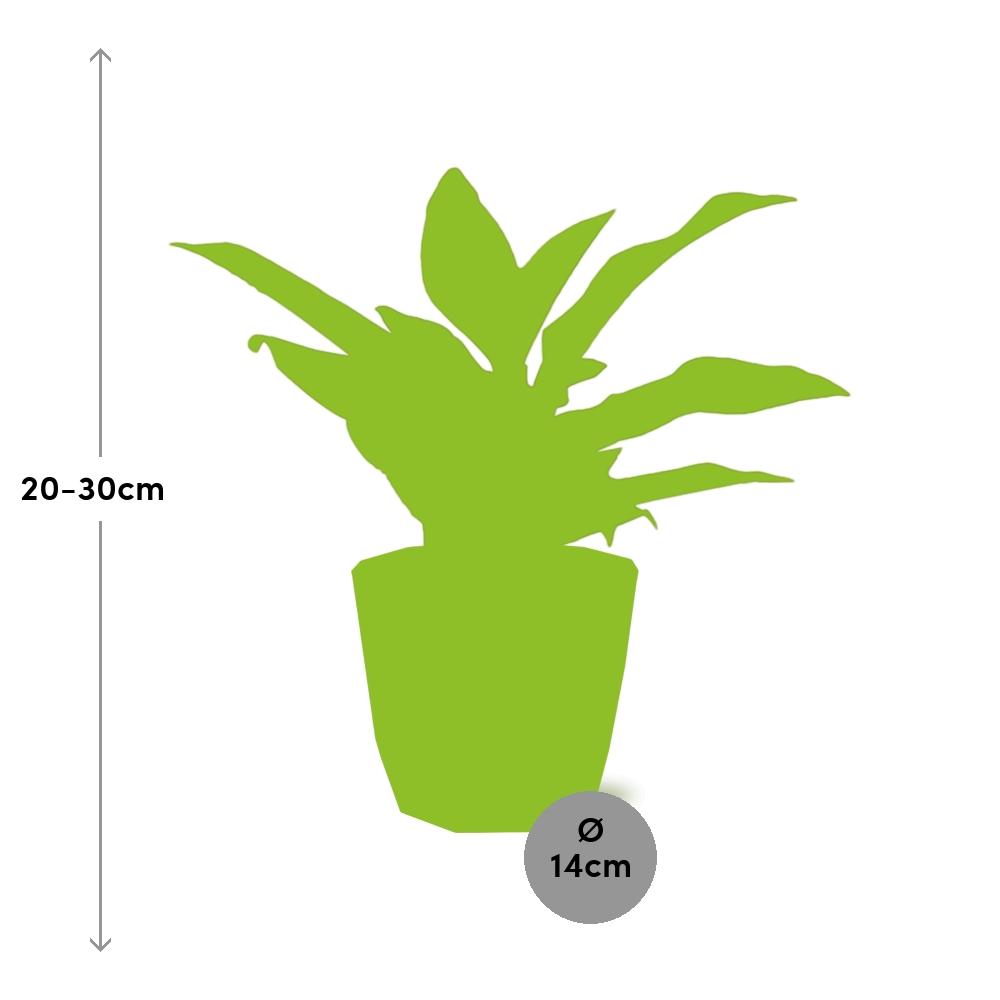 Aglaonema Crete in ELHO b.for rock 14 cm warm grey – Pflegeleichte Luftreiniger-Pflanze