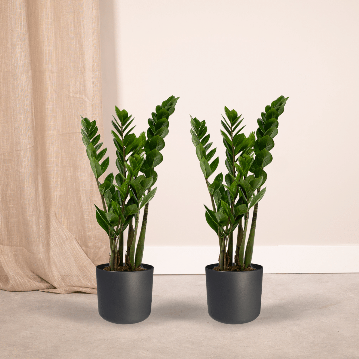 2x Zamioculcas Zamiifolia – Smaragdpalme, 50 cm, ø14 cm