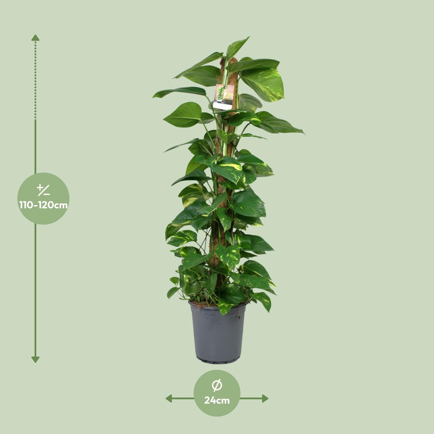 Scindapsus Epipremnum – Pflegeleichte Zimmerpflanze Ø24cm