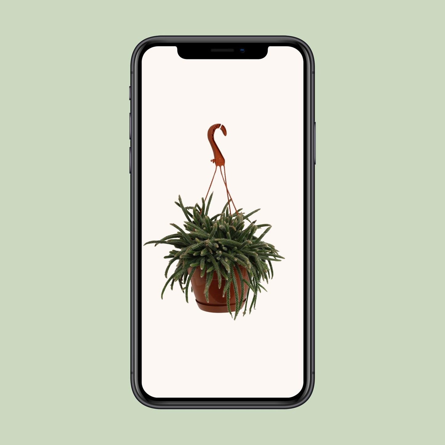 Rhipsalis Baccifera Horrida – Pflegeleichte Trendpflanze Ø17cm