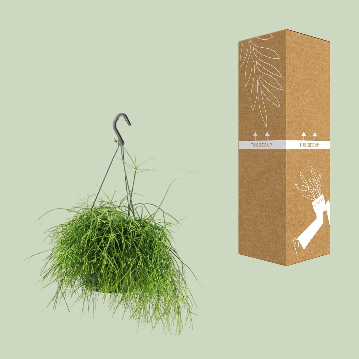 Rhipsalis Oasis – Pflegeleichte hängende Zimmerpflanze Ø17cm