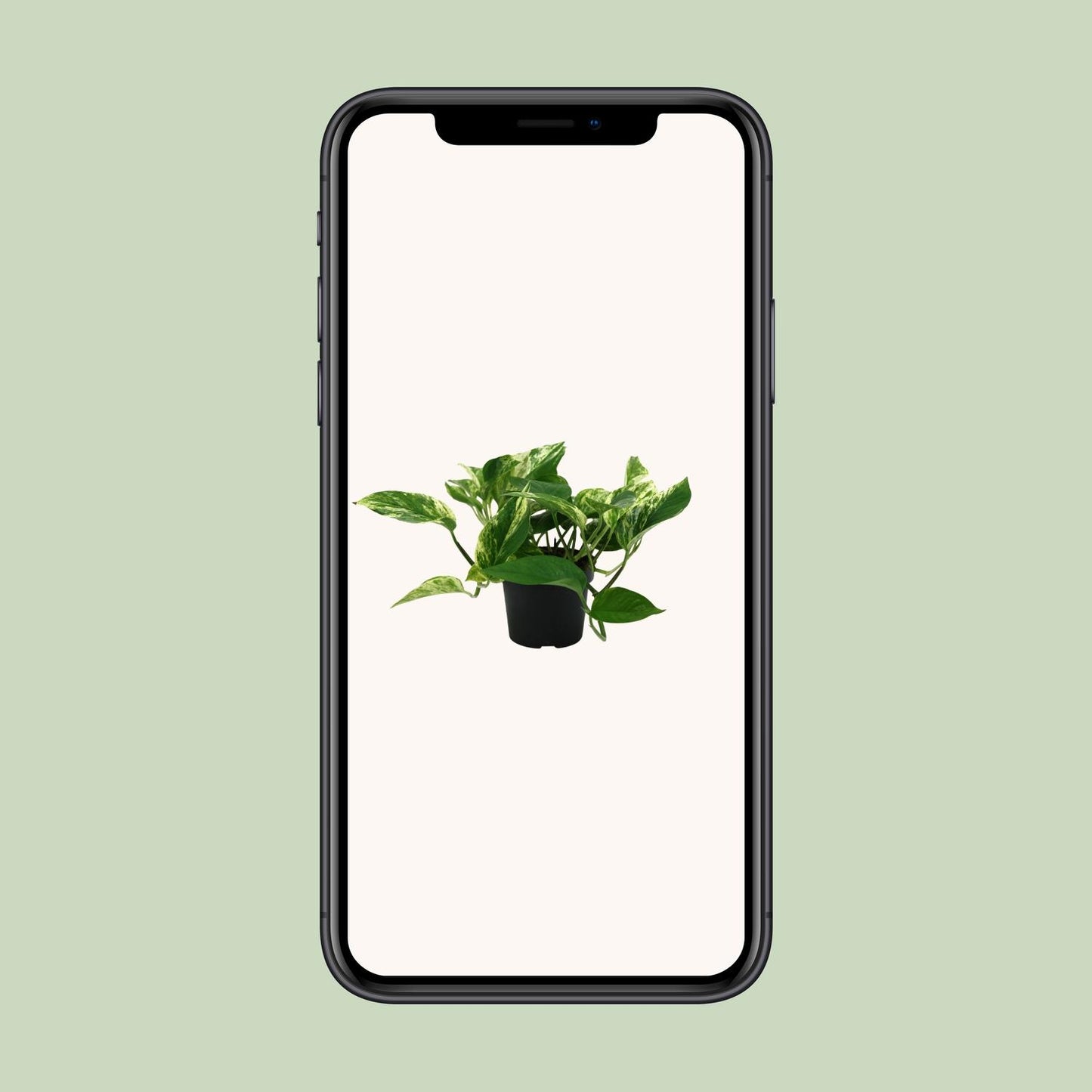 Epipremnum Marble Queen – Pflegeleichte Zimmerpflanze Ø12cm