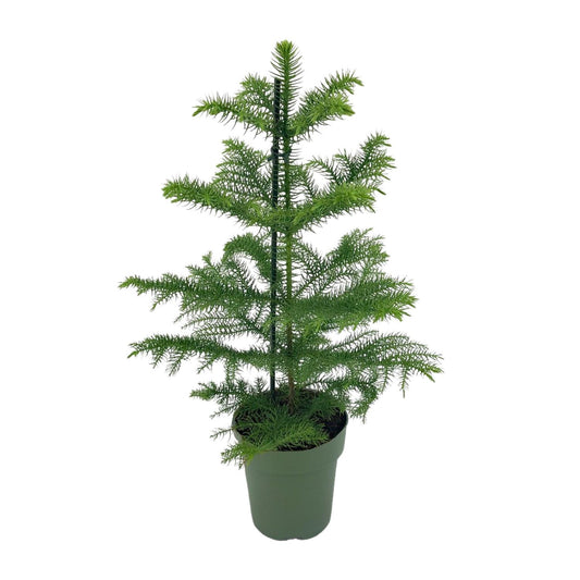 Araucaria heterophylla – pflegeleichter Schlangenbaum Ø14cm