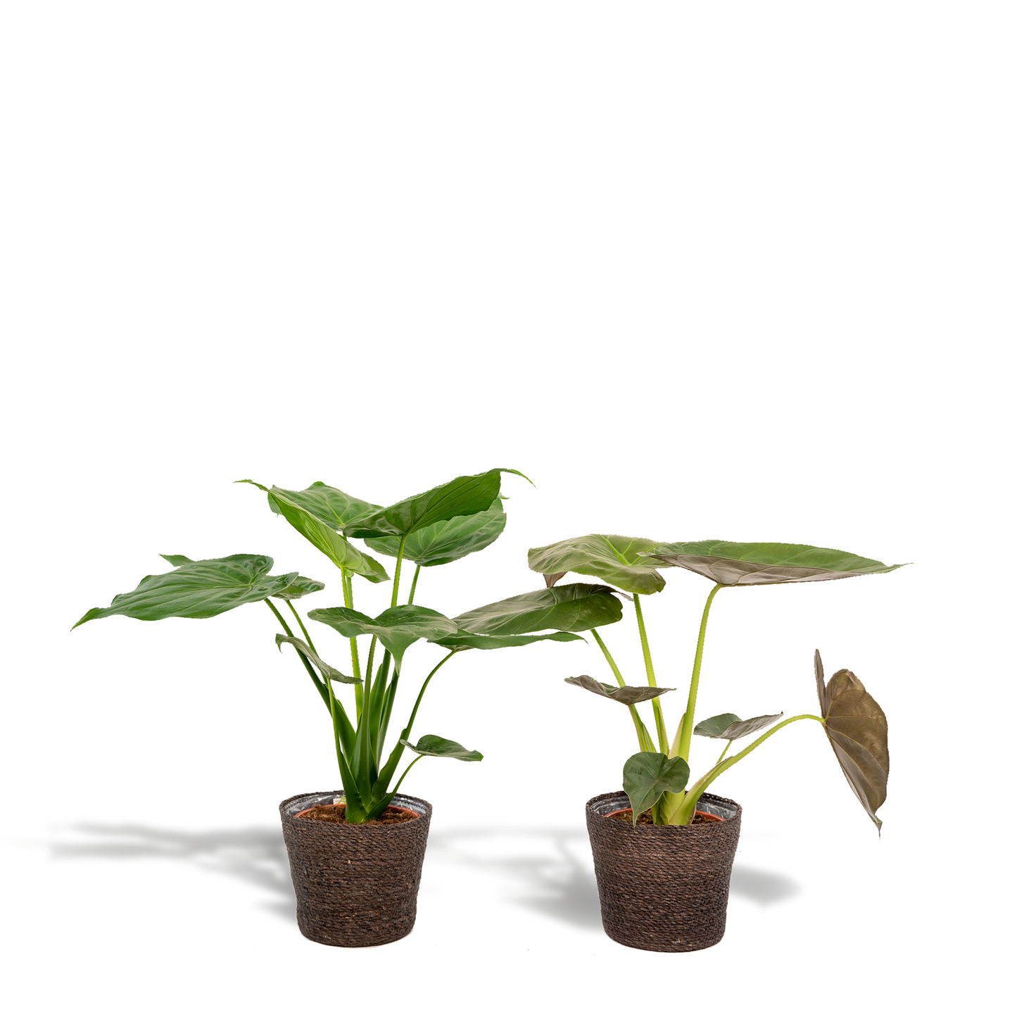 Alocasia Cucullata & Wentii im Korb Ø19cm, ca. 60cm