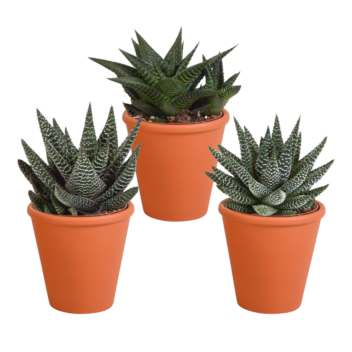 Gasteria & Haworthia Sukkulenten-Mix im Terrakotta-Topf