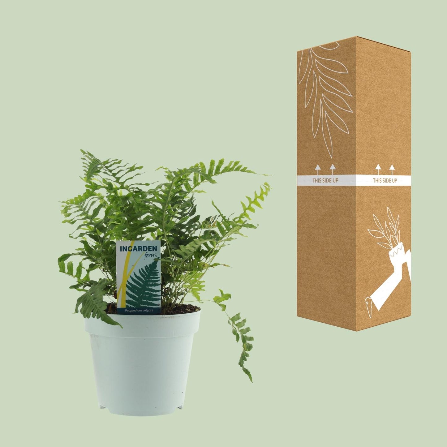 Polypodium Vulgare – Pflegeleichter Farn Ø17cm