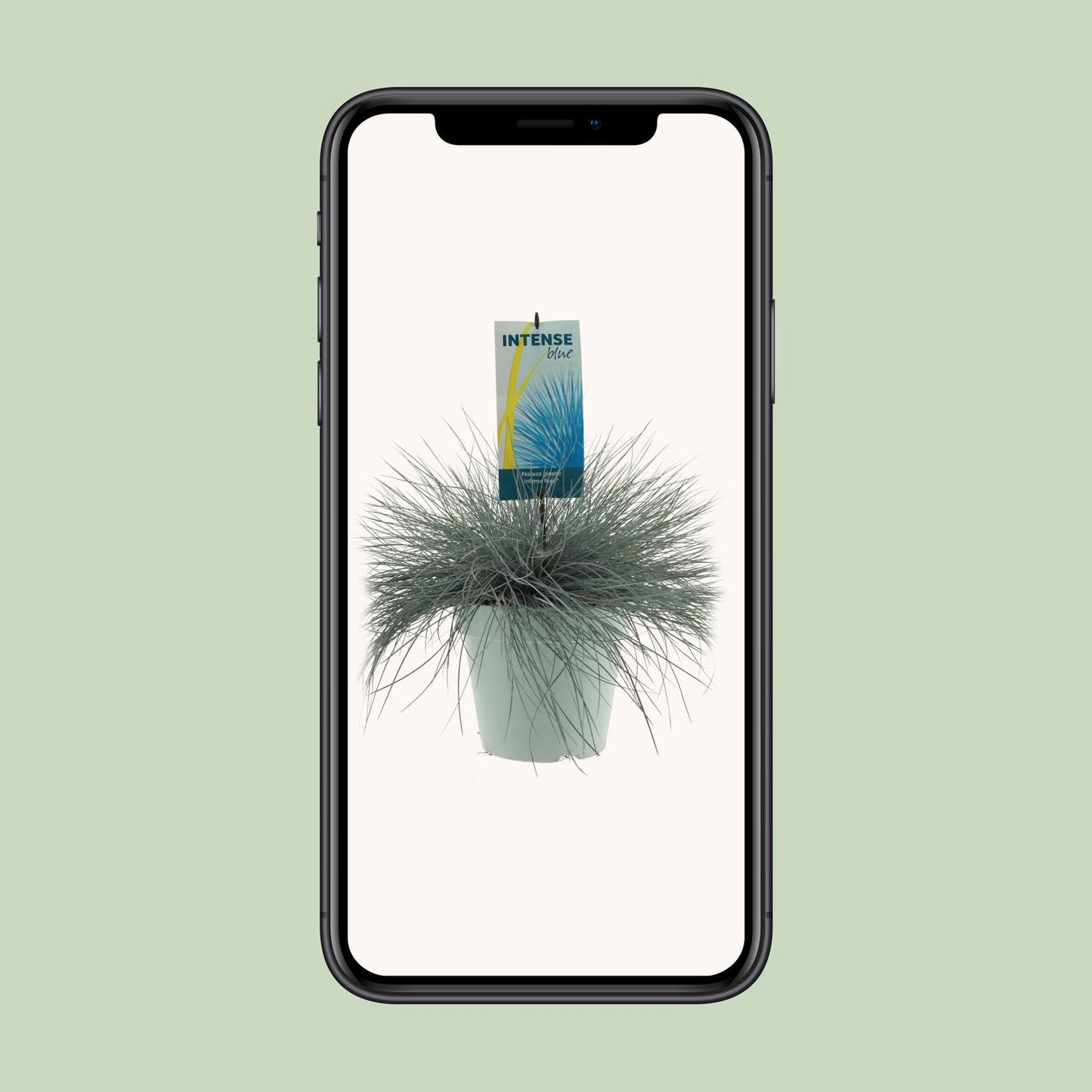 Festuca Glauca Intense Blue – Pflegeleichtes blaugrünes Ziergras Ø23cm
