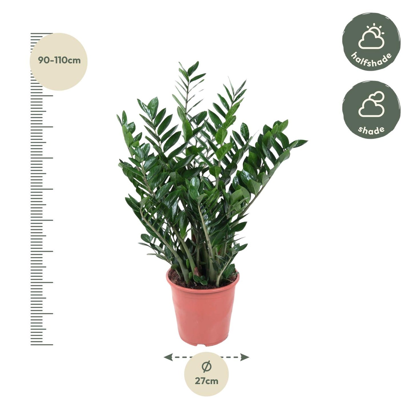 Zamioculcas Zamiifolia – Pflegeleichte Zimmerpflanze 100 cm
