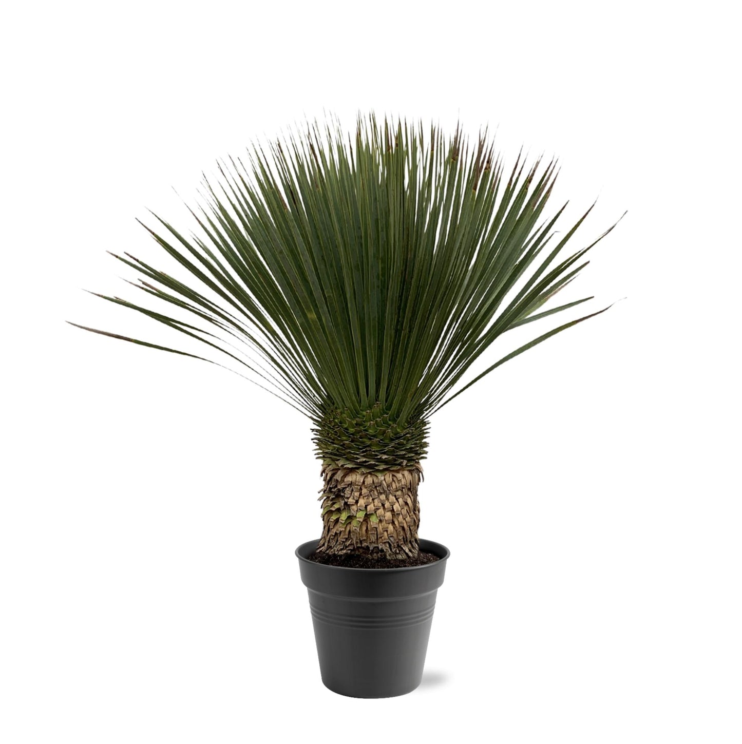 Yucca Rostrata – Robuste und pflegeleichte Zimmerpflanze 80-100 cm
