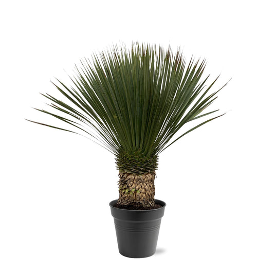 Yucca Rostrata – Robuste und pflegeleichte Zimmerpflanze 80-100 cm