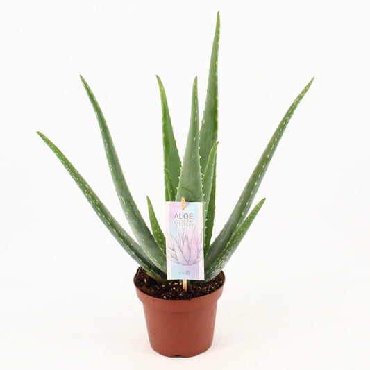 Aloe Vera P14 – Pflegeleichte, luftreinigende Zimmerpflanze Ø14cm