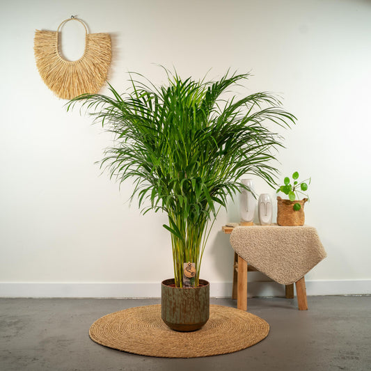 Areca-Palme Ø21cm – Luftreinigende Zimmerpflanze bis 110cm