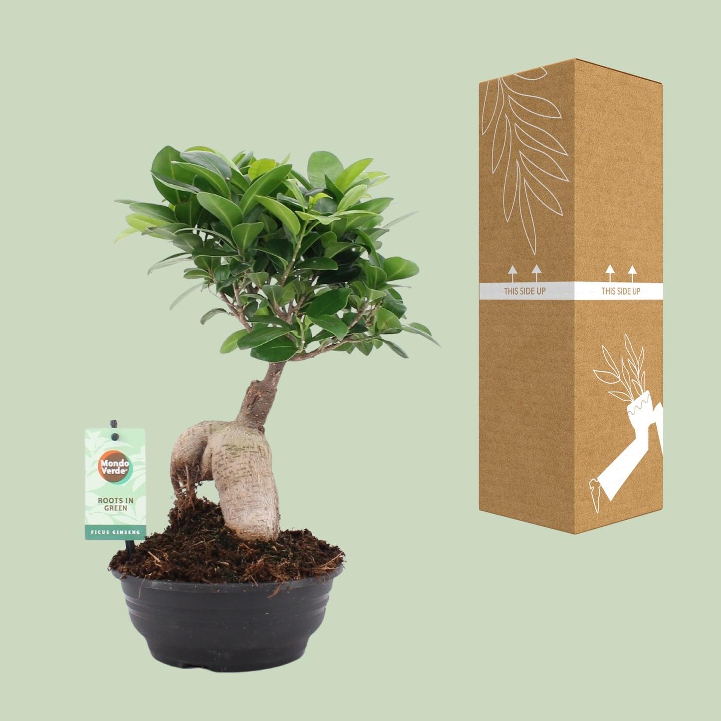 Ficus Ginseng Ø16cm – Pflegeleichte Zimmerpflanze