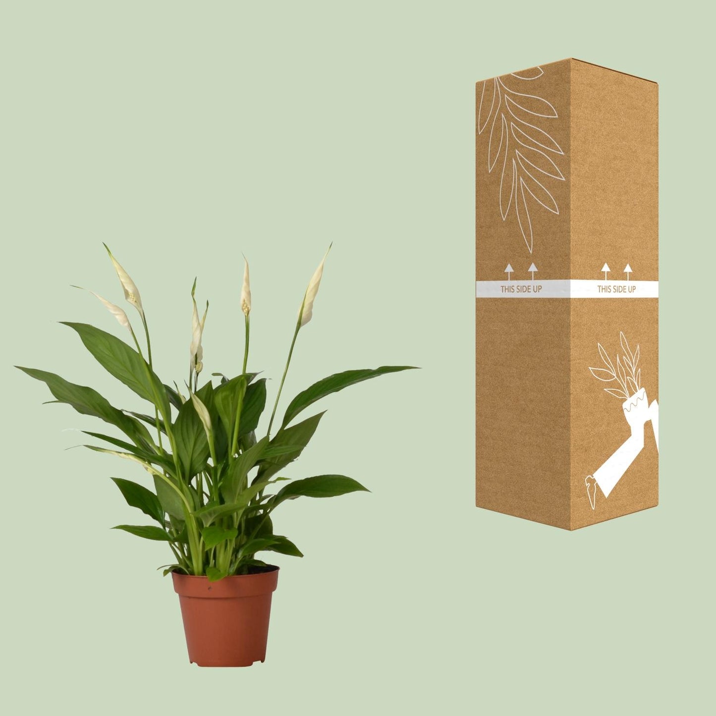Spathiphyllum Bingo Cupido – Luftreinigende Zimmerpflanze Ø12cm