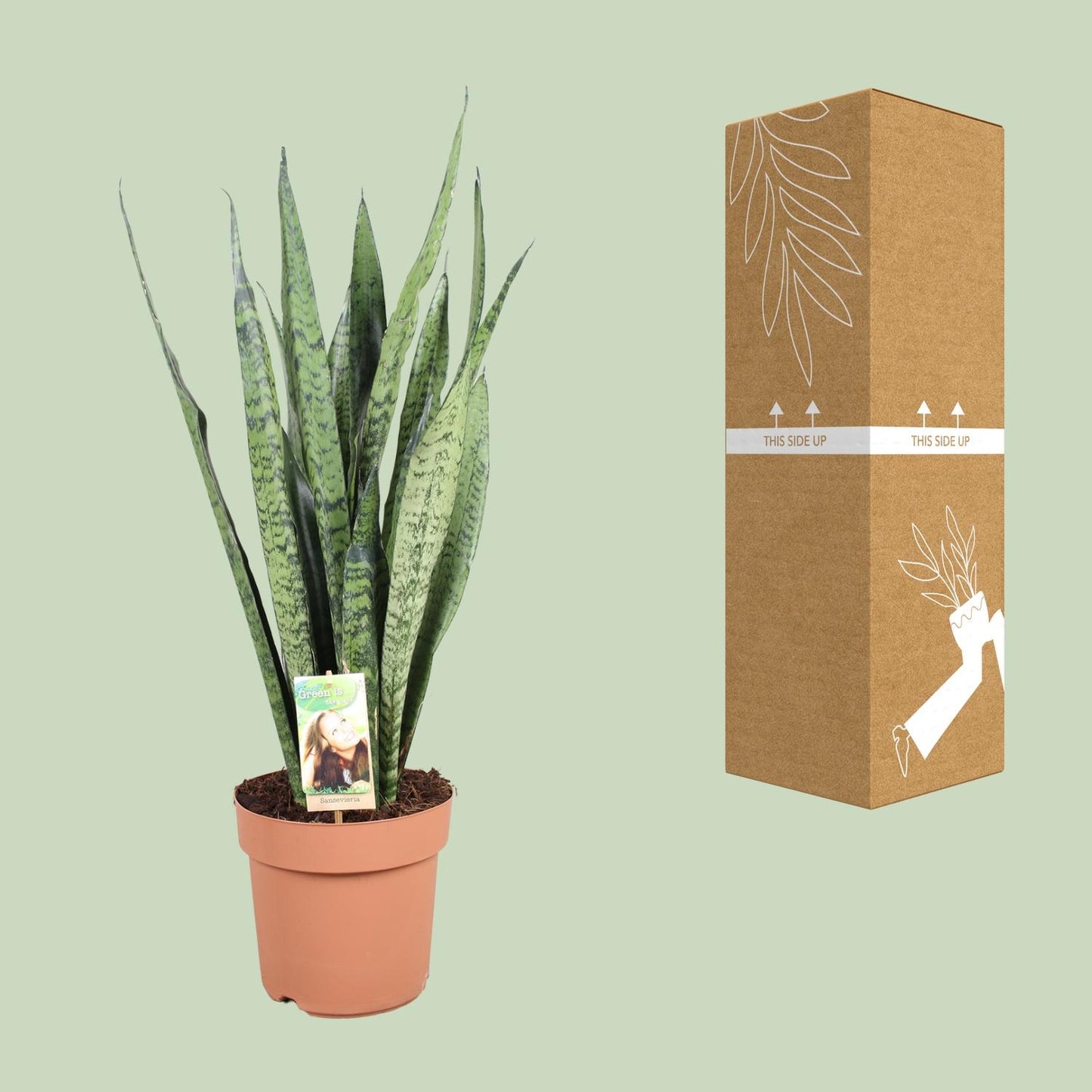 Sansevieria Zeylanica – Pflegeleichte Schwiegermutterzunge Ø21cm