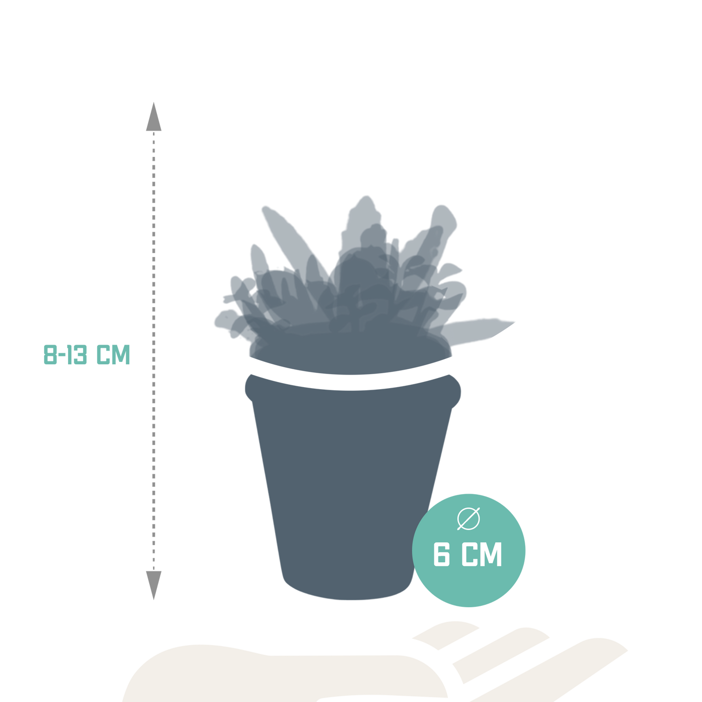 Vetplanten-Mischung 5,5 cm im Terrakottatopf – 5er Set
