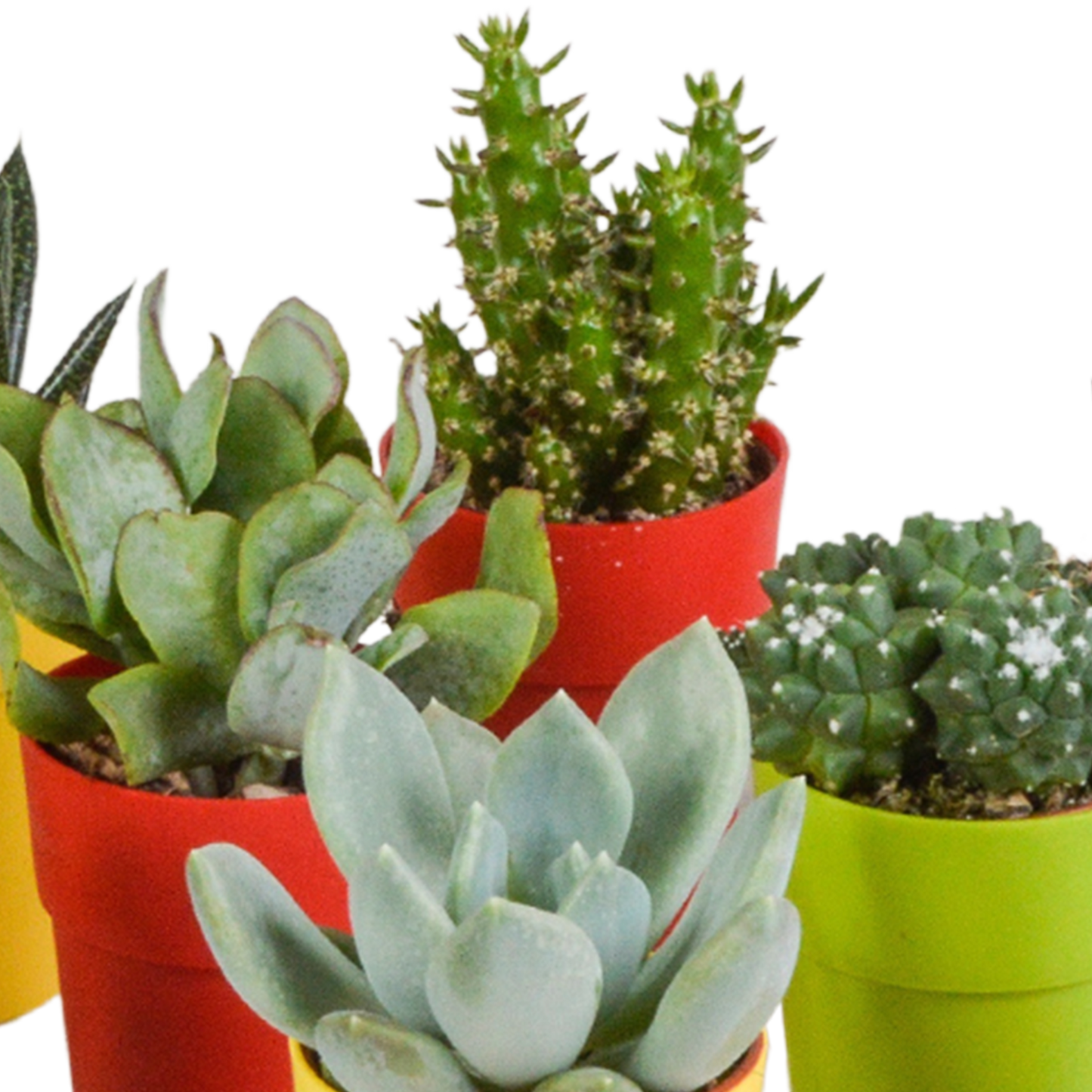 Bunte Kakteen- und Sukkulenten-Mischung 15er Set 5,5 cm