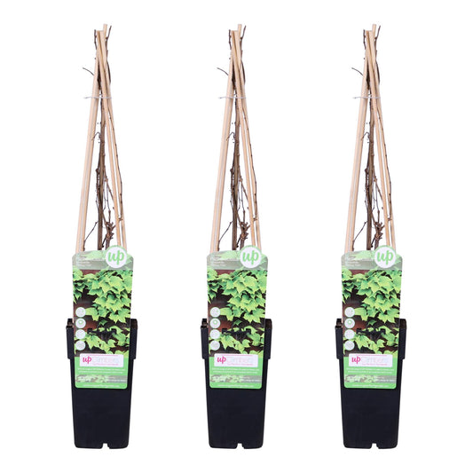 3x Parthenocissus tricuspidata 'Veitch Boskoop' Ø15cm, 65cm Höhe