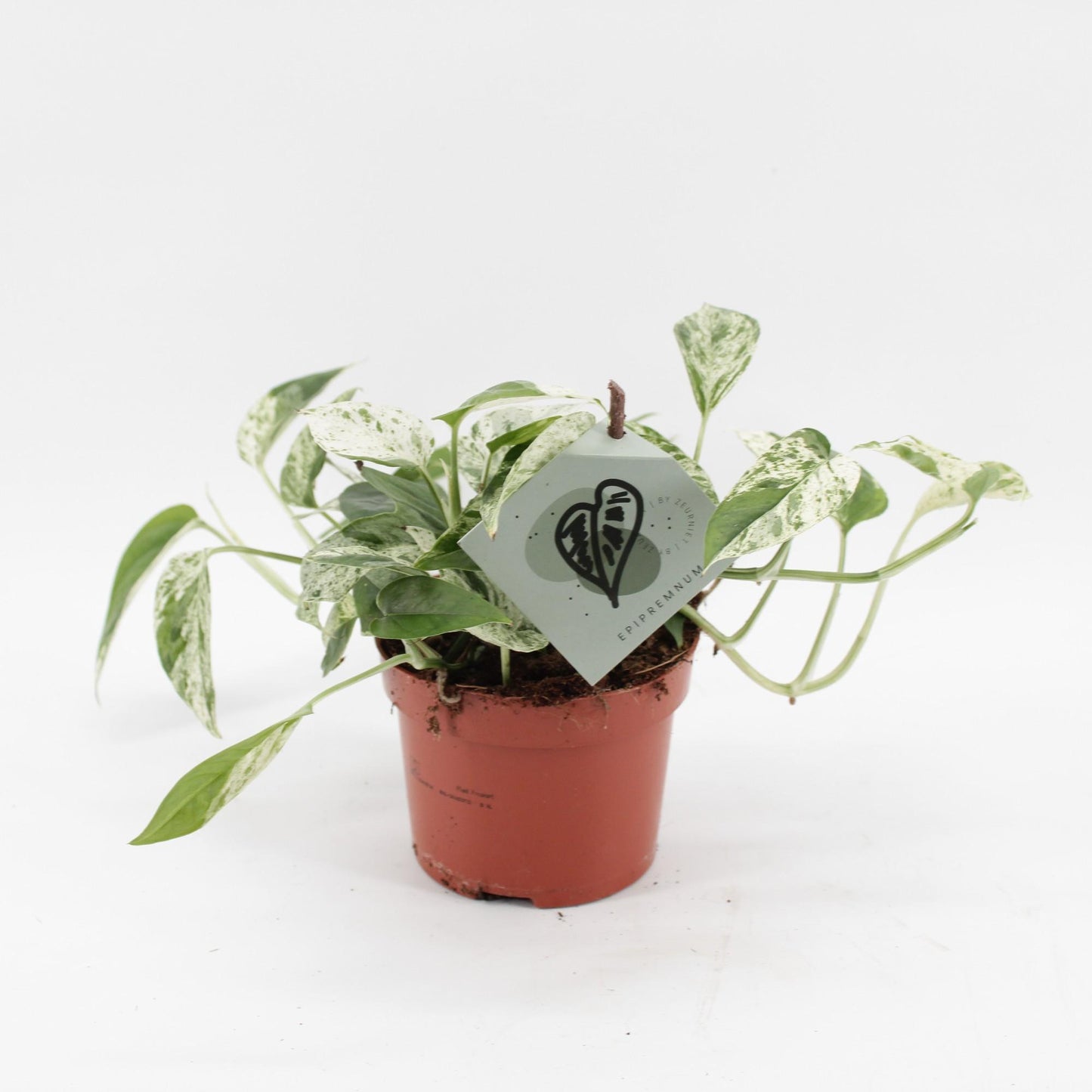Efeutute Marble Queen – Pflegeleichte Kletterpflanze Ø12cm