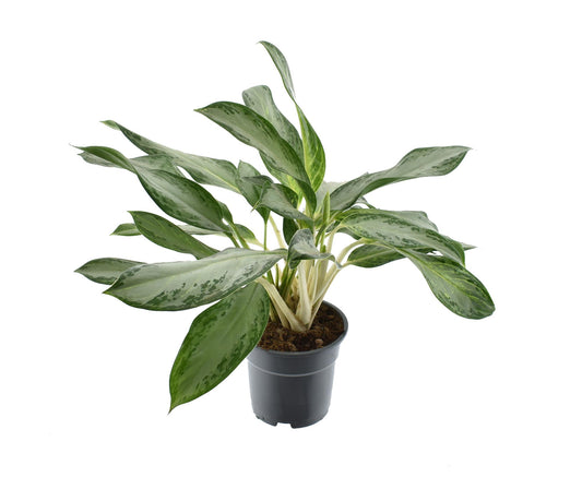 Aglaonema Golden Bay – Pflegeleichte Trendpflanze Ø17cm