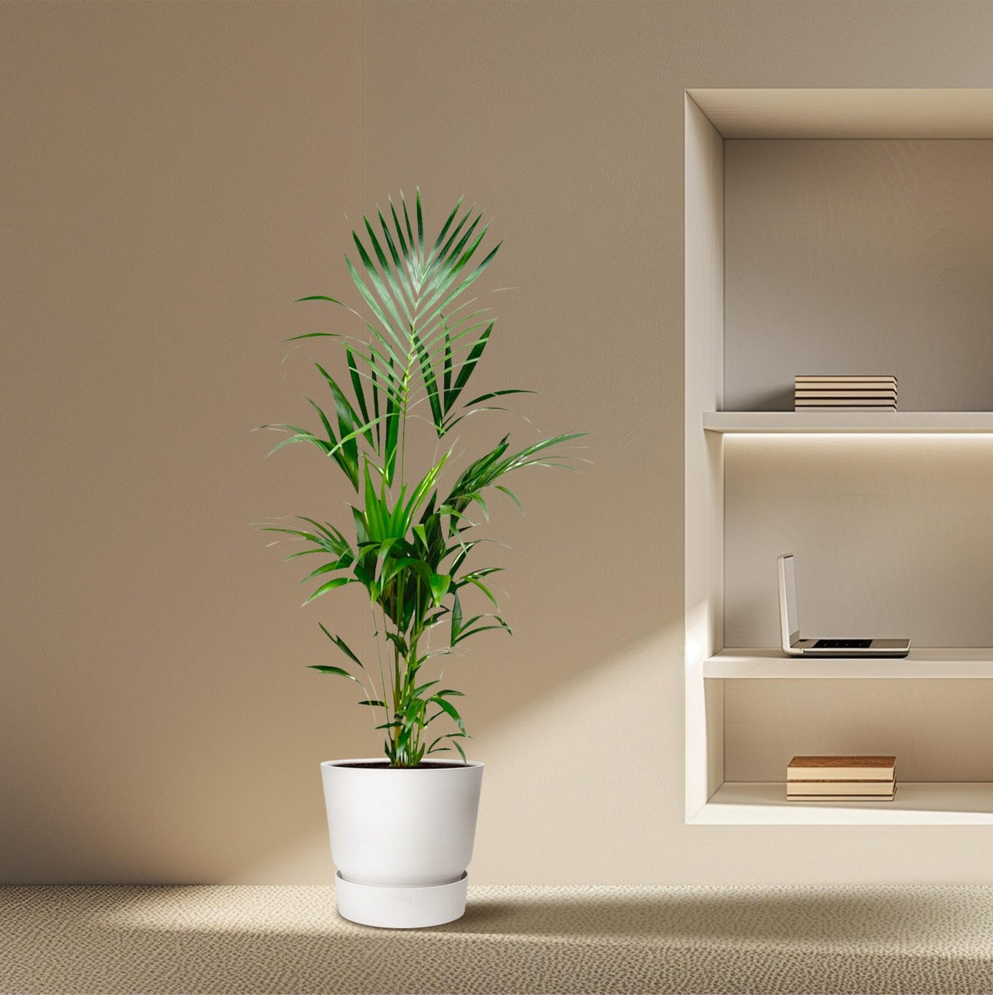 Kentia palm - 180cm - ⌀21 -24