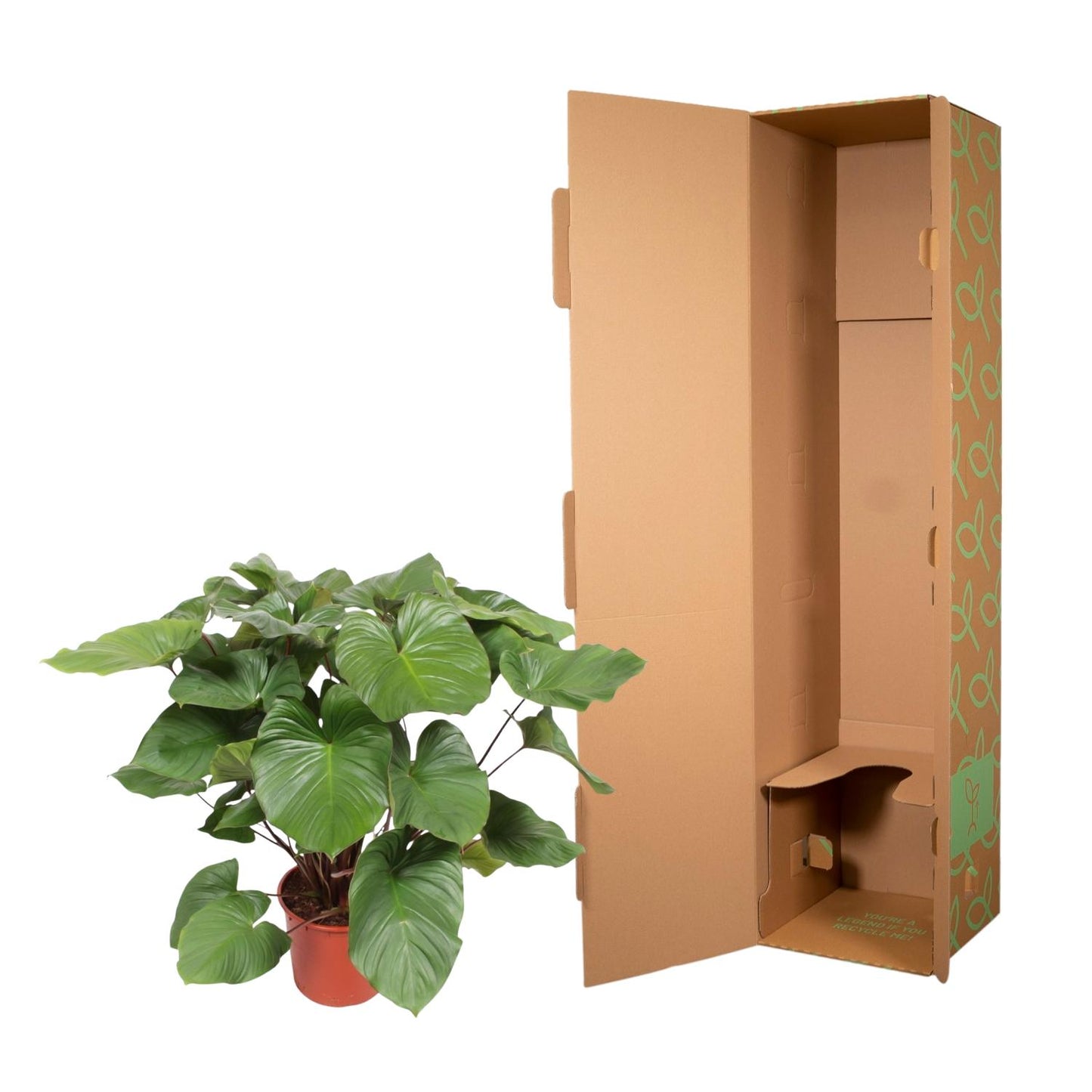Homalomena Rubescens Maggy – Tropische Zimmerpflanze 130 cm