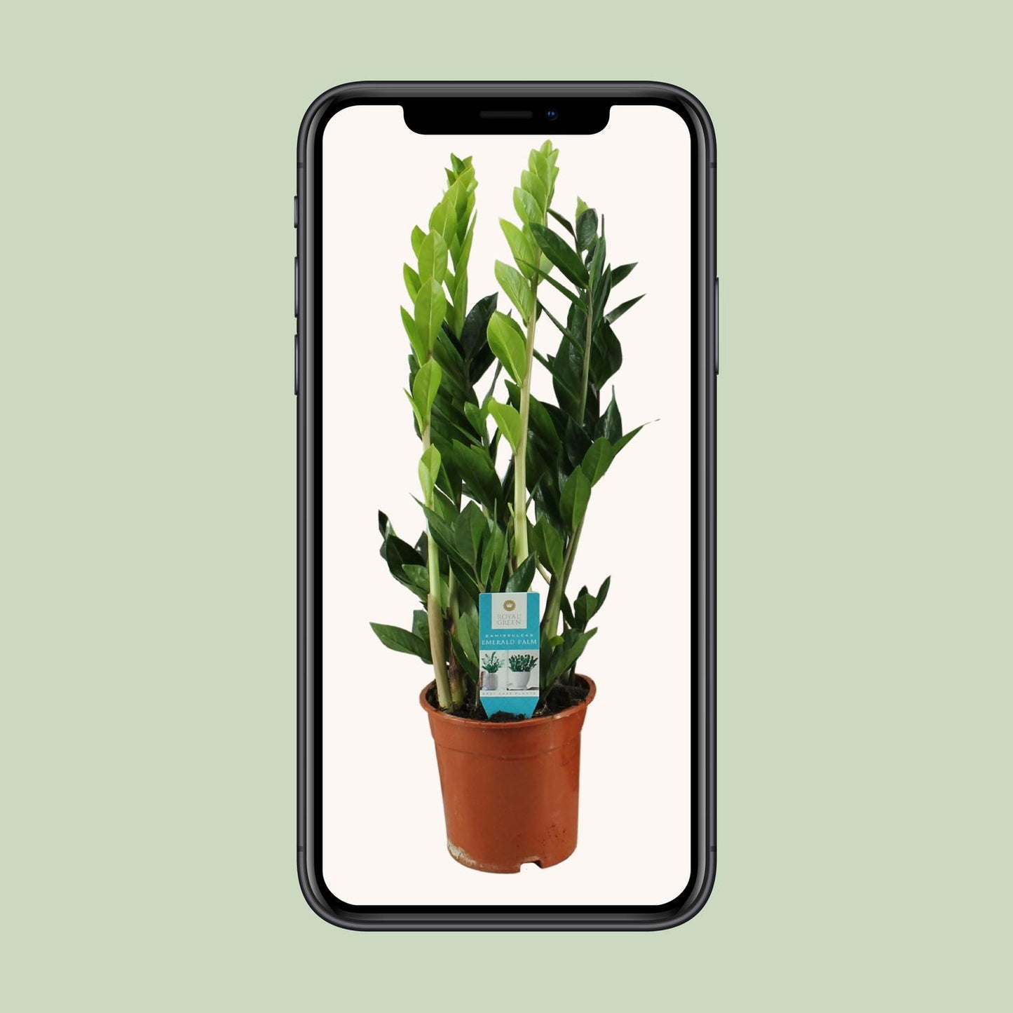 Zamioculcas Zamiifolia – Pflegeleichte ZZ-Pflanze Ø17cm, 65cm hoch