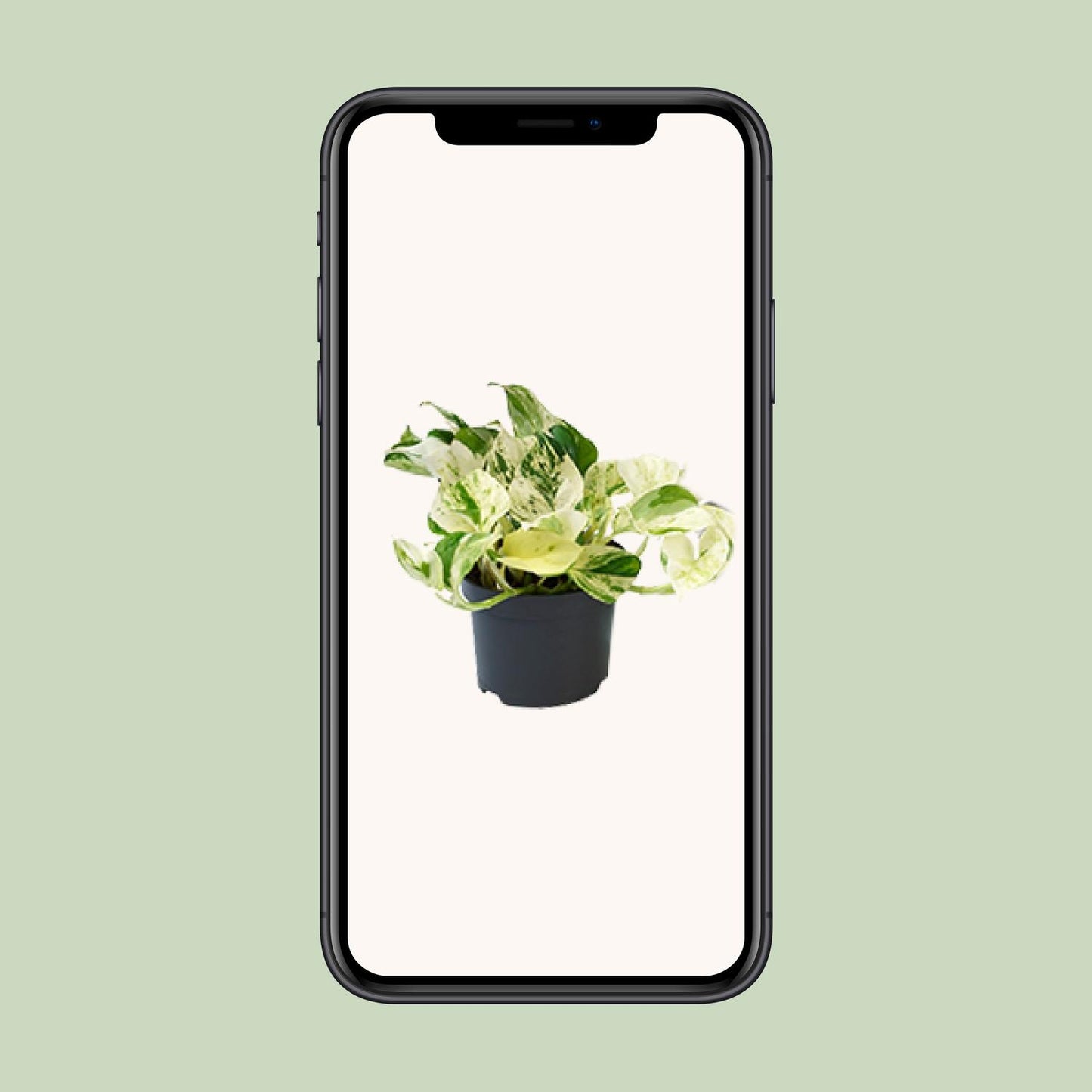 Epipremnum Happy Leaf – Pflegeleichte Zimmerpflanze Ø12cm