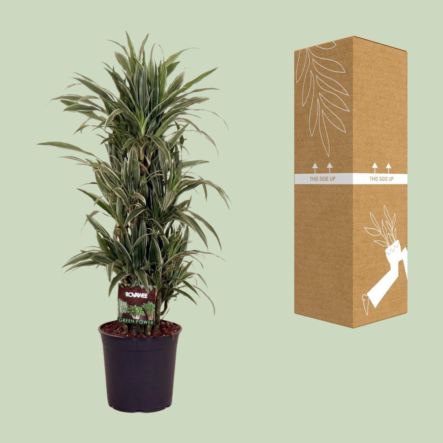 Dracaena Warneckei Ø27cm – Pflegeleichter Drachenbaum bis 110cm