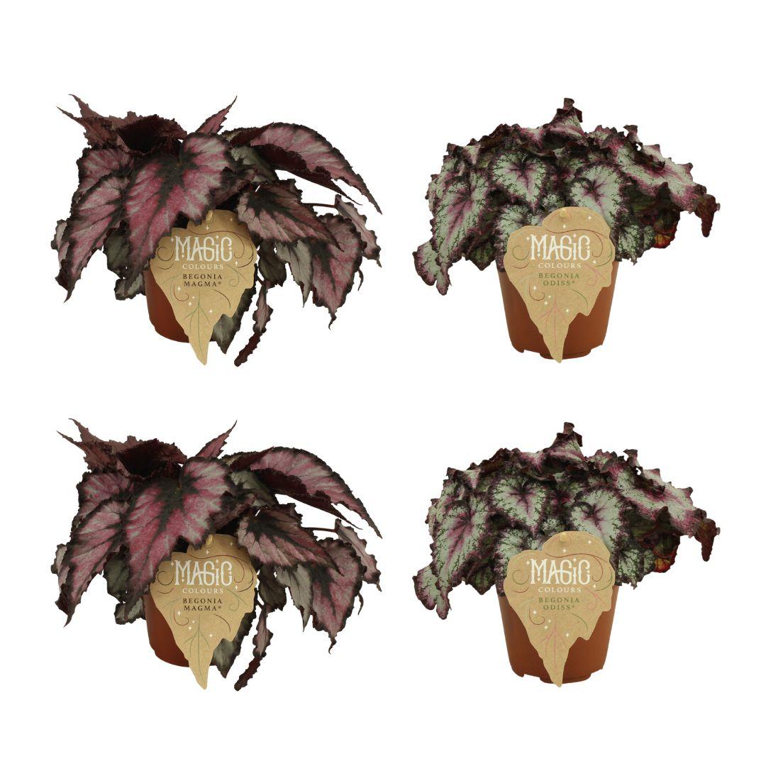 4er-Set Begonia Rex Magma & Odissi – Ø12 cm, ca. 25 cm hoch
