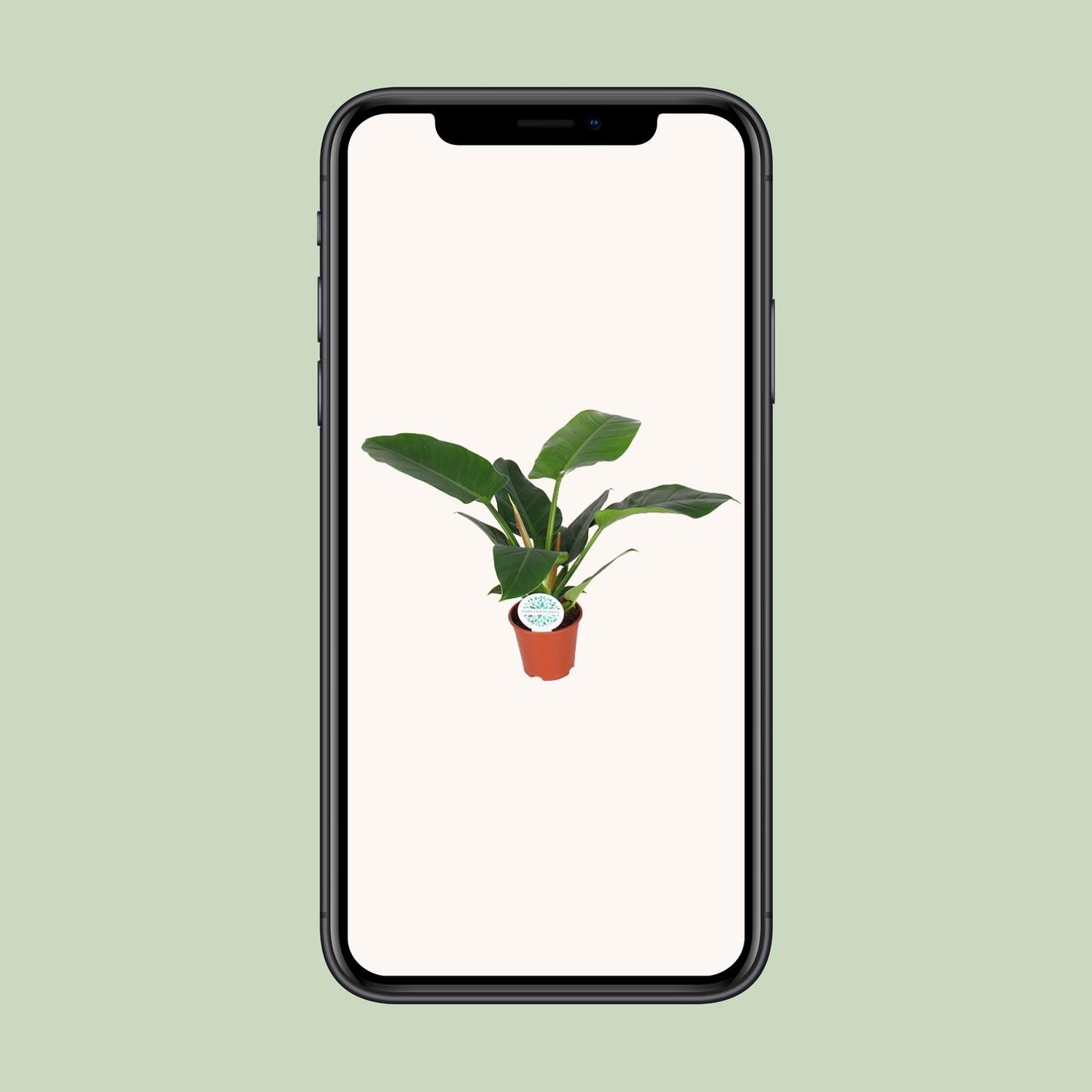 Philodendron Imperial Green – Pflegeleichte Zimmerpflanze Ø17cm
