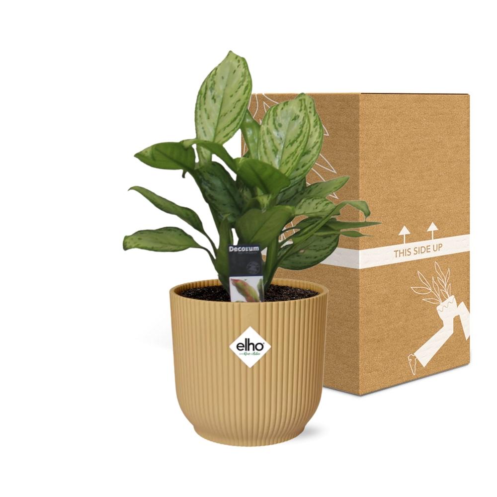 Aglaonema Christina – Pflegeleichte Zimmerpflanze im ELHO Vibes Fold 14cm Gelb
