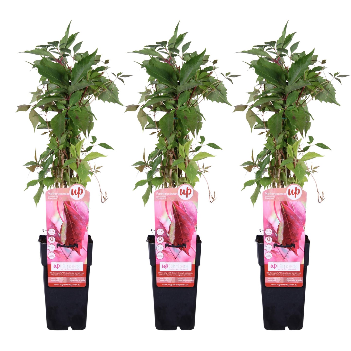 3x Parthenocissus quinquefolia 'Engelmannii' – Selbstkletternde Kletterpflanze Ø15cm