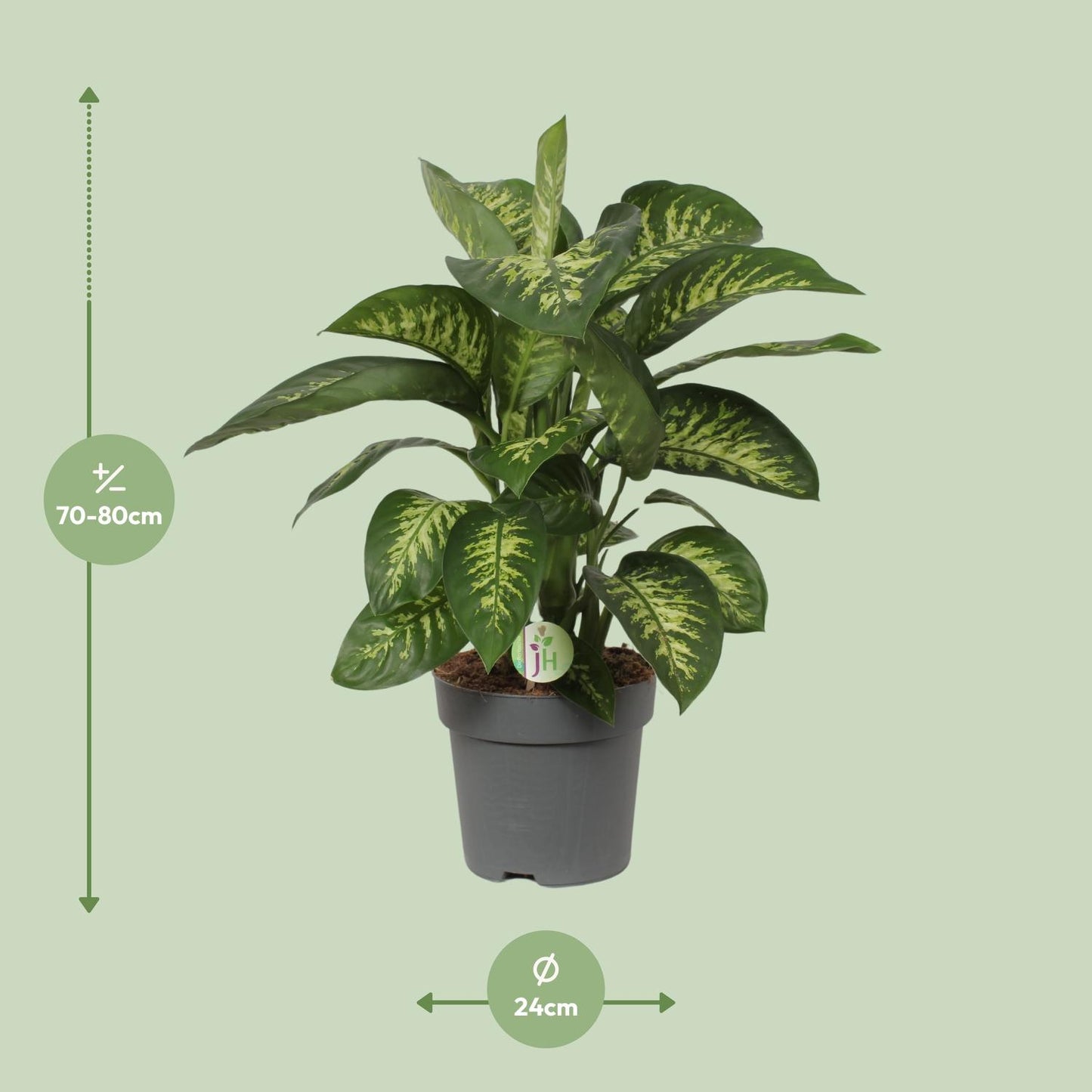 Dieffenbachia Reeva – Tropische, pflegeleichte Zimmerpflanze Ø24cm