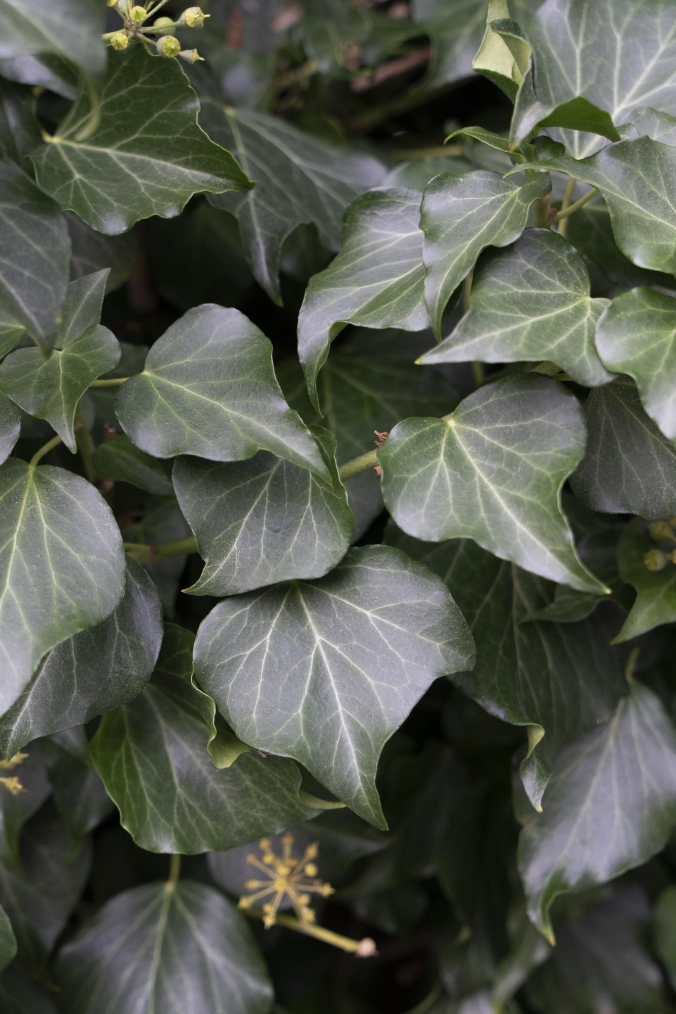 Hedera hibernica – Pflegeleichter Irischer Efeu Ø15cm, 65cm hoch