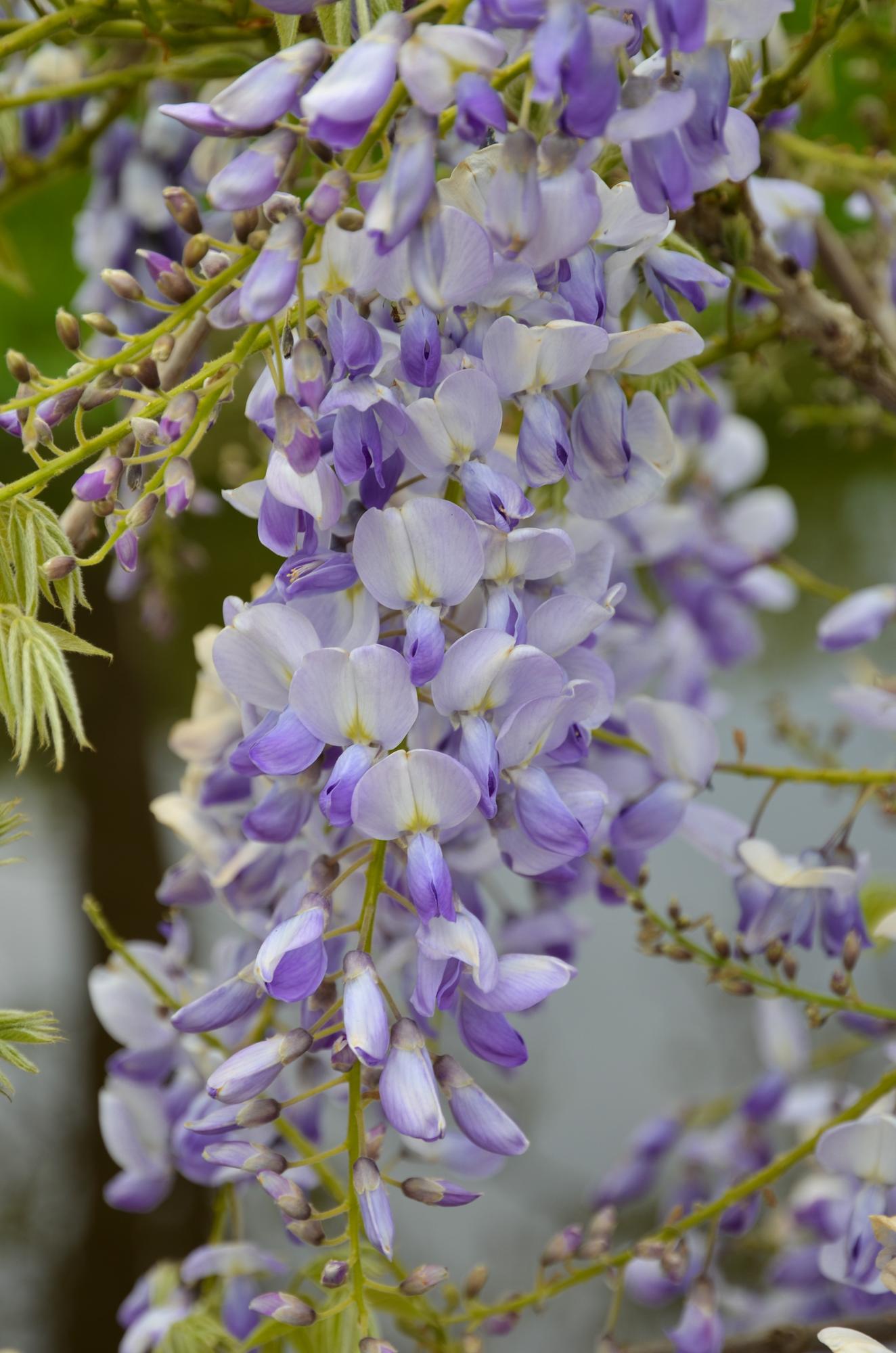 Wisteria sinensis Caroline – Purpurner Regen Kletterpflanze Ø15cm