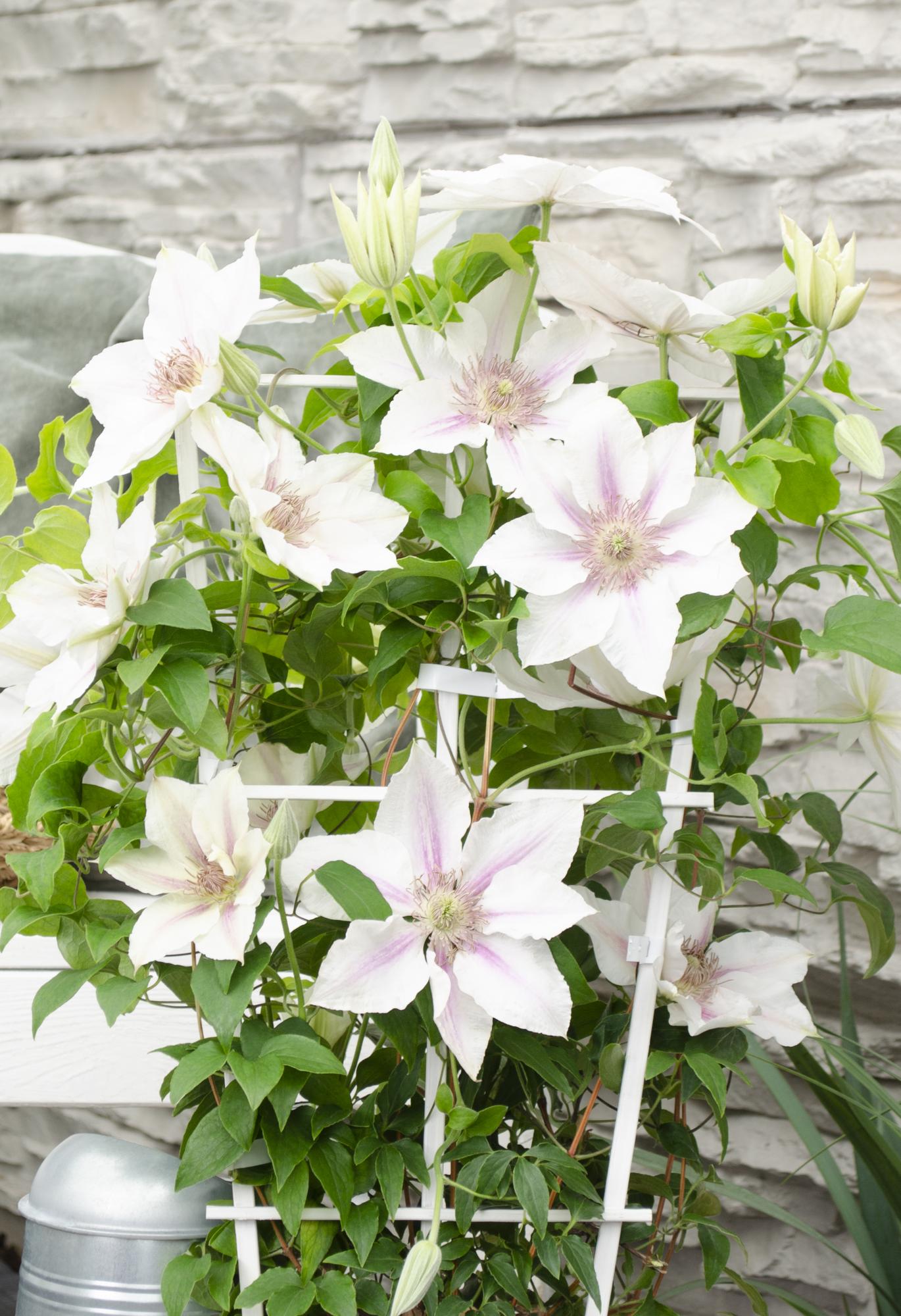 Weiße Waldrebe 'Corinne' – Clematis Evison Ø15cm, 65cm