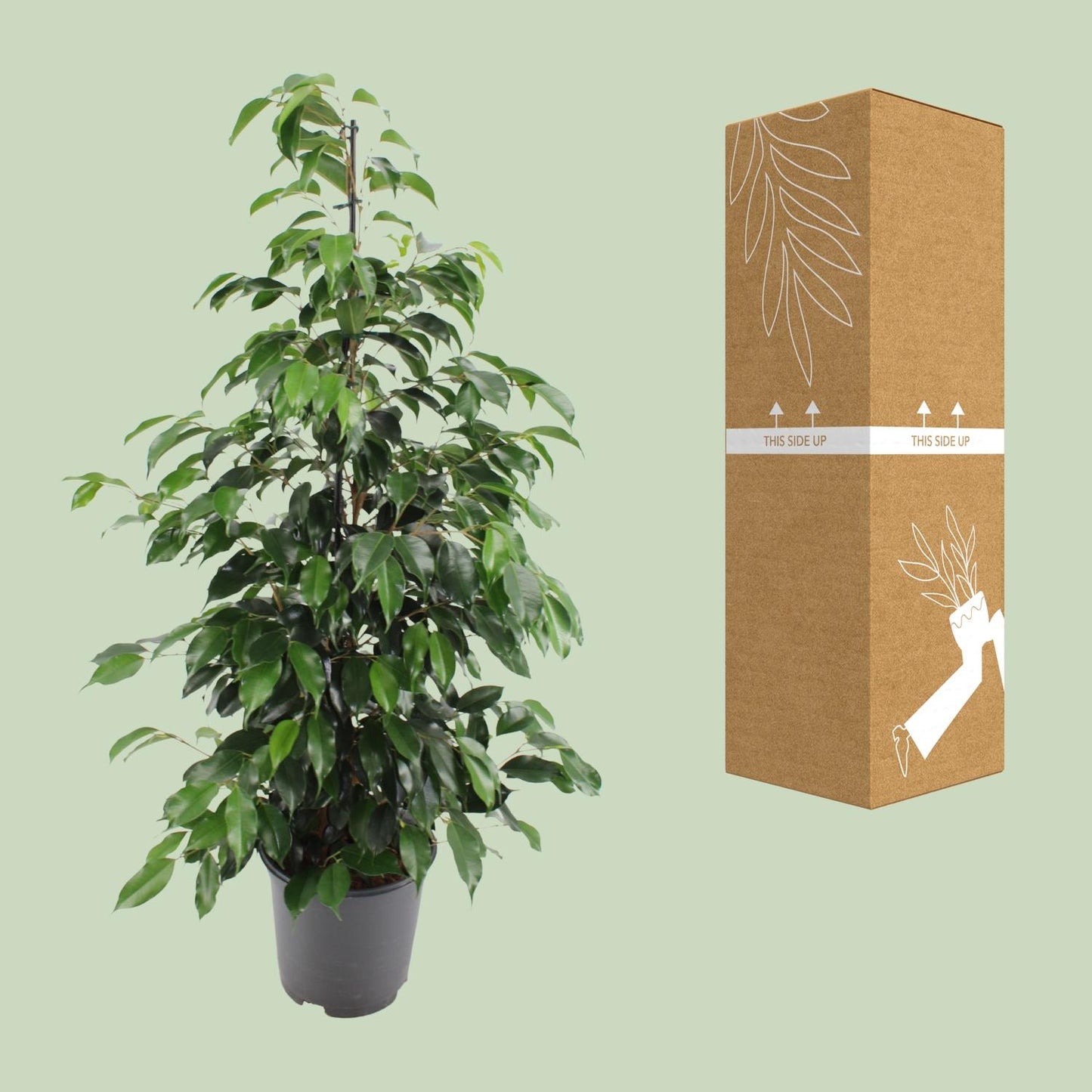 Ficus benjamina Danielle – Pflegeleichter Zimmerbaum Ø21cm